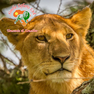 Travel Professionals Simba Safaris in Arusha Arusha Region