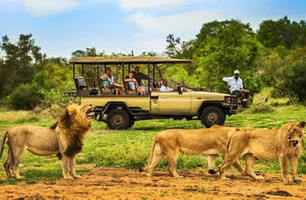 Photography Safaris in Kenya: Capturing the Perfect Shot