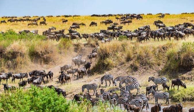 10 Interesting Facts About the Great Wildebeest Migration in Africa